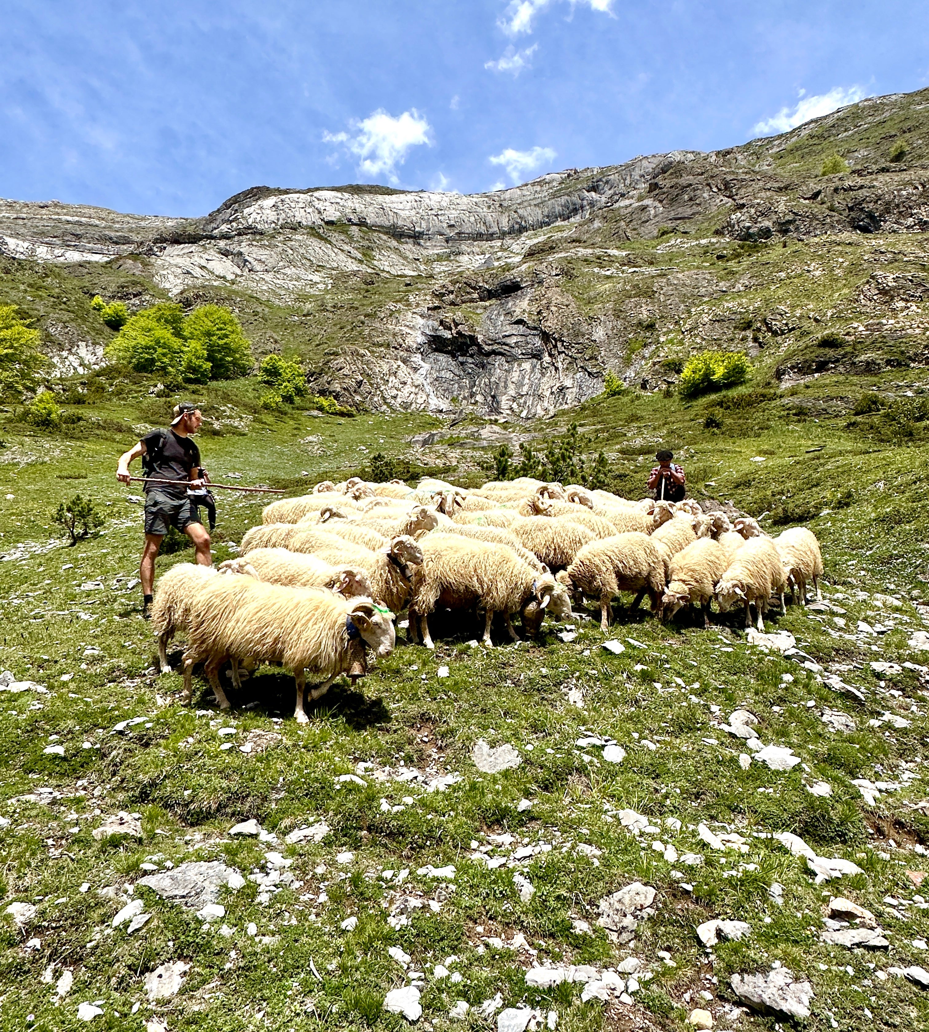 Transhumance, Terroir & Tradition